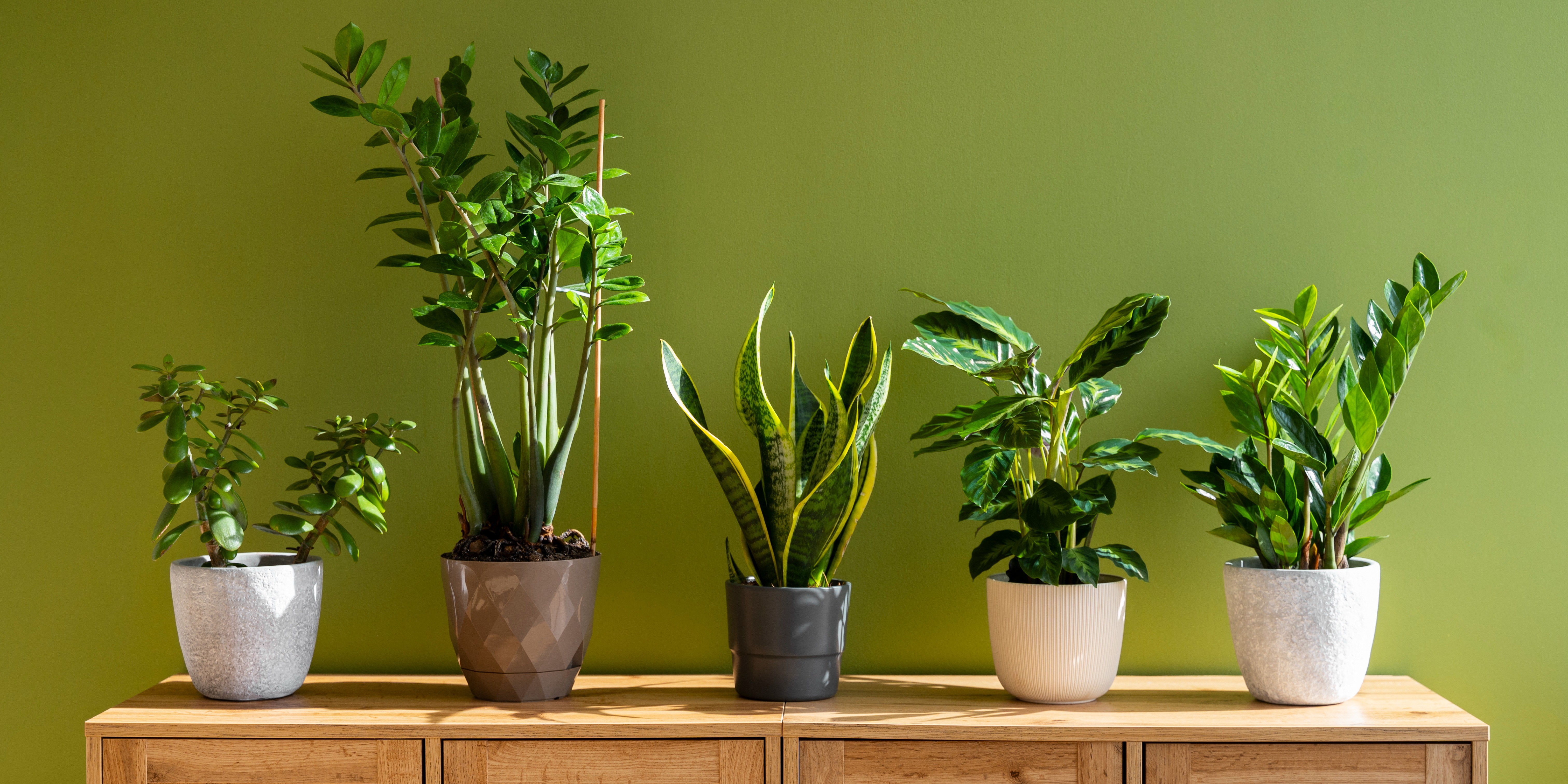 Transforma tu hogar con plantas: Tendencias 2024