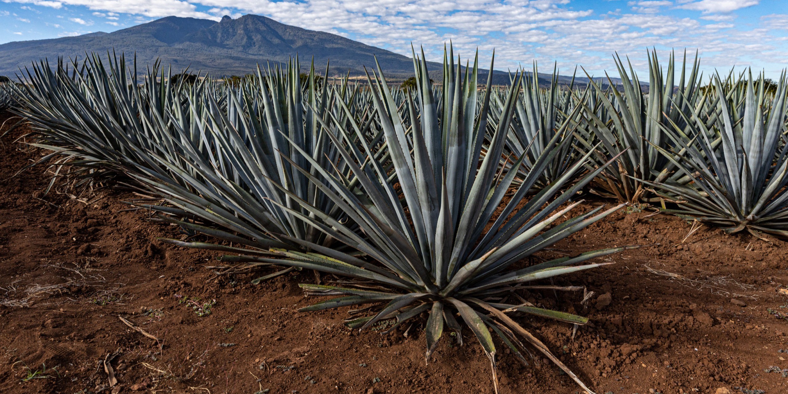 Maguey, antigua fibra milagrosa
